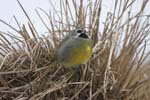 Black-Throated Finch