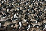 Blue-Eyed Shag Colony