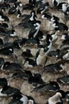 Blue-Eyed Shag Colony