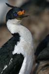 Blue-Eyed Shag