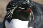 Rockhopper Penguin