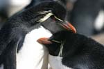 Rockhopper Penguins