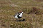 Two-Banded Plover