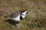 Two-Banded Plover