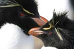 Rockhopper Penguins