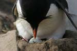 Rockhopper Penguin