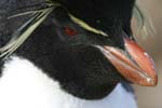 Rockhopper Penguin