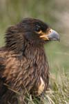 Striated Caracaras