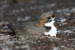 Two-Banded Plover