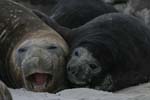 Elephant Seal and Pup