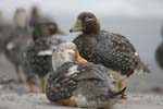 Falklands Flightless Steamer Ducks