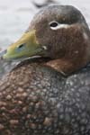 Falklands Flightless Steamer Duck