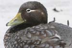 Falklands Flightless Steamer Duck