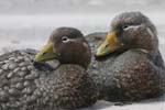 Falklands Flightless Steamer Ducks