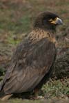 Striated Caracaras