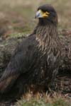 Striated Caracaras