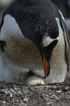 Gentoo Penguin