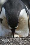 Gentoo Penguin