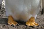 Gentoo Penguin Feet