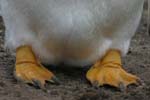 Gentoo Penguin Feet