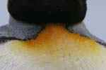 King Penguin Detail