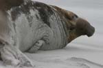 Elephant Seal Bull