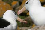 Black-Browed Albatross