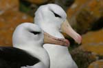 Black-Browed Albatross