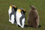 King Penguins and Chick