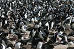Rockhopper Penguin Colony