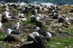 Black-Browed Albatross Colony