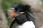 Rockhopper Penguin