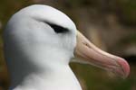 Black-Browed Albatross