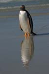 Gentoo Penguin