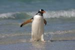 Gentoo Penguin