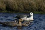 Upland Geese