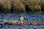 Upland Geese