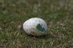 Rockhopper Penguin Egg