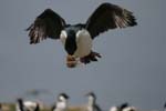 Blue-Eyed Shag