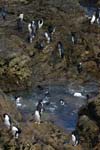 Rockhopper Penguins