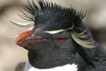 Rockhopper Penguin