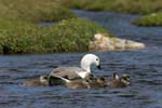 Upland Geese