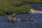 Upland Geese