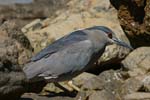 Black-Crowned Night Heron