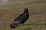 Turkey Vulture