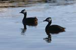 White-Tufted Grebes