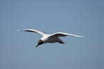 Brown-Hooded Gull