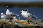 Brown-Hooded Gulls