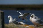 Brown-Hooded Gull