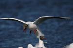 Brown-Hooded Gull